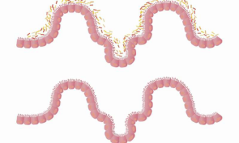 【Nature】新发现：肠道微生物影响B细胞和抗体库