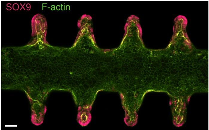 【Nature】科学家利用微流控系统构建具有高度生理相关性的下一代类器官