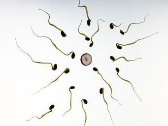 【新进展】科学家鉴定出影响妊娠成功率的精子生物标志物