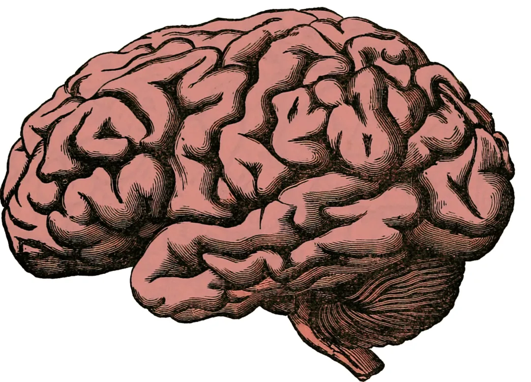 【Nature子刊】大脑中的“纠察员”——小胶质细胞通过“触手”阻止神经元过度兴奋，预防神经系统疾病
