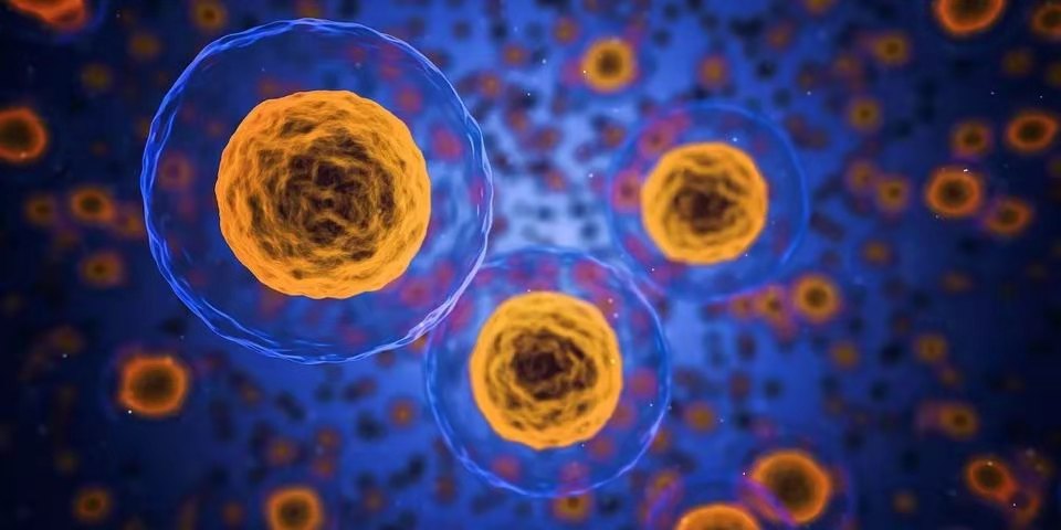 【新发现】癌症患者为何肌肉消瘦？宾州大学发现其中细胞机制