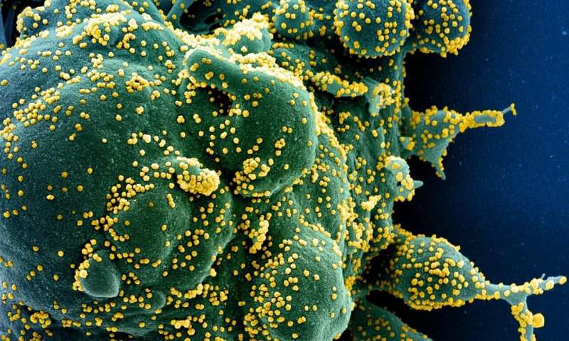 【Nature】重磅！研究人员发现实验性抗病毒药物可对抗新冠病毒，有望抵抗未来的冠状病毒爆发