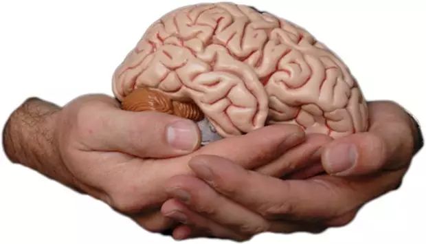 【Nature子刊】“迷你大脑”可体外生长，发育如婴儿大脑一样成熟！