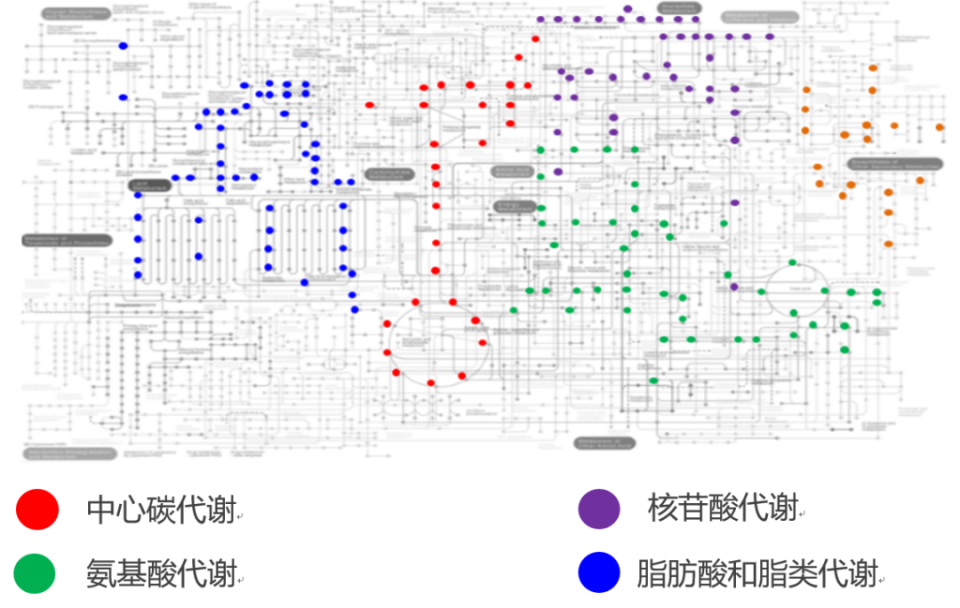 肿瘤研究利器，生物质谱成像空间代谢组学