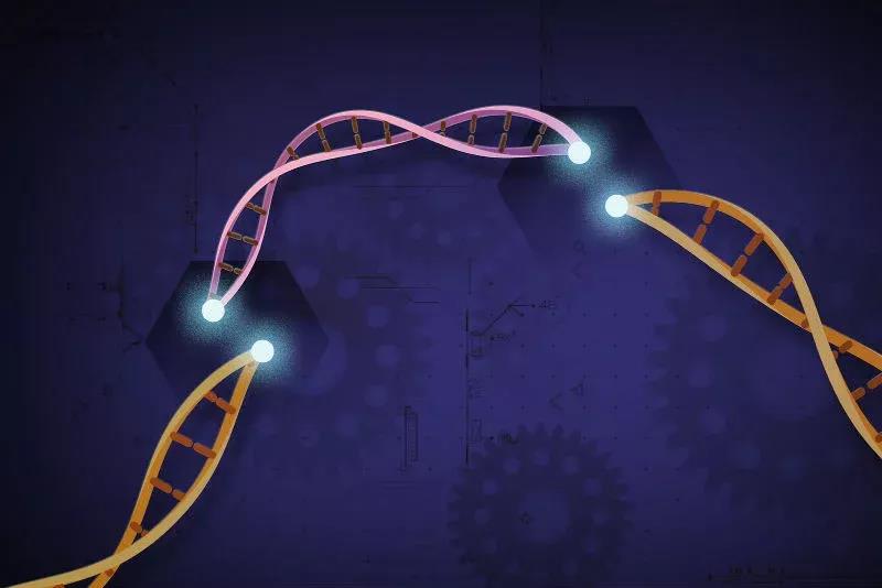 【进展】CRISPR再现新突破！可治疗产前产后小鼠Hurler综合征