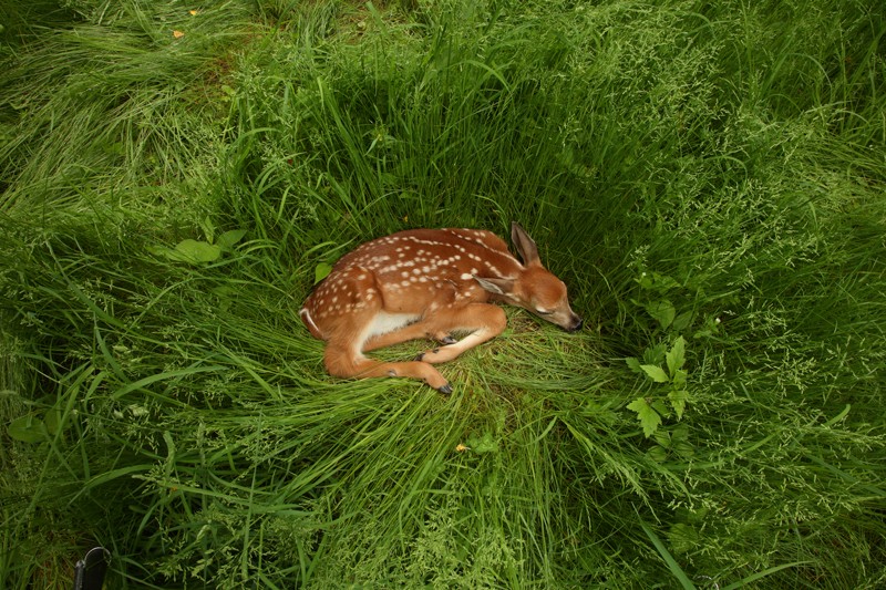 【Nature】病毒竟也会传染给白尾鹿？抑制病毒的传播迫在眉睫！