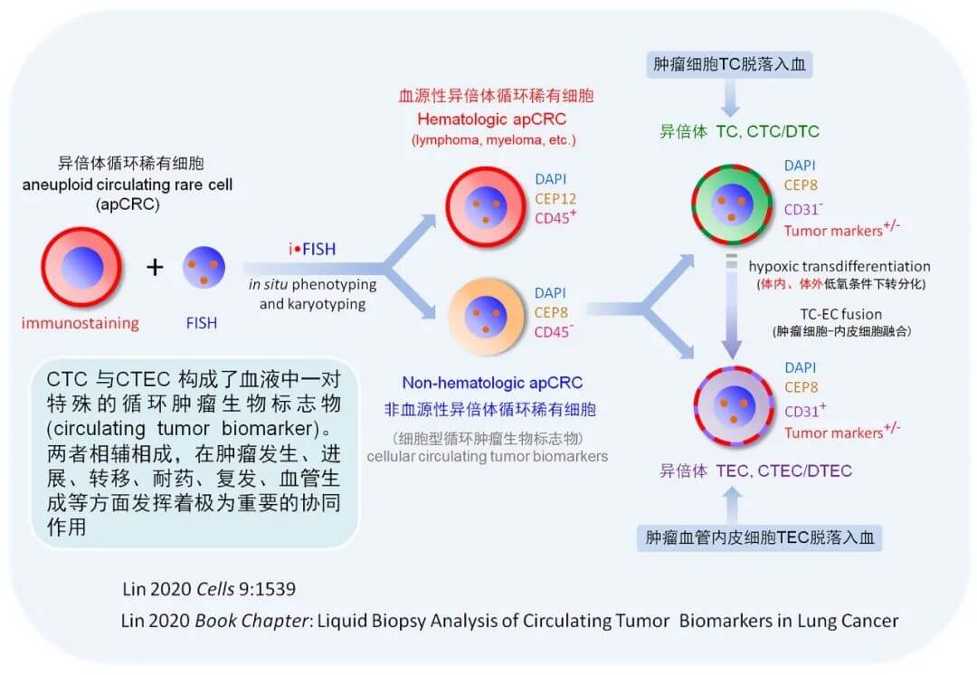 新发现！联合检测异倍体EMT CTC、EndoMT CTEC用于贝伐单抗治疗NSCLC的重要临床意义