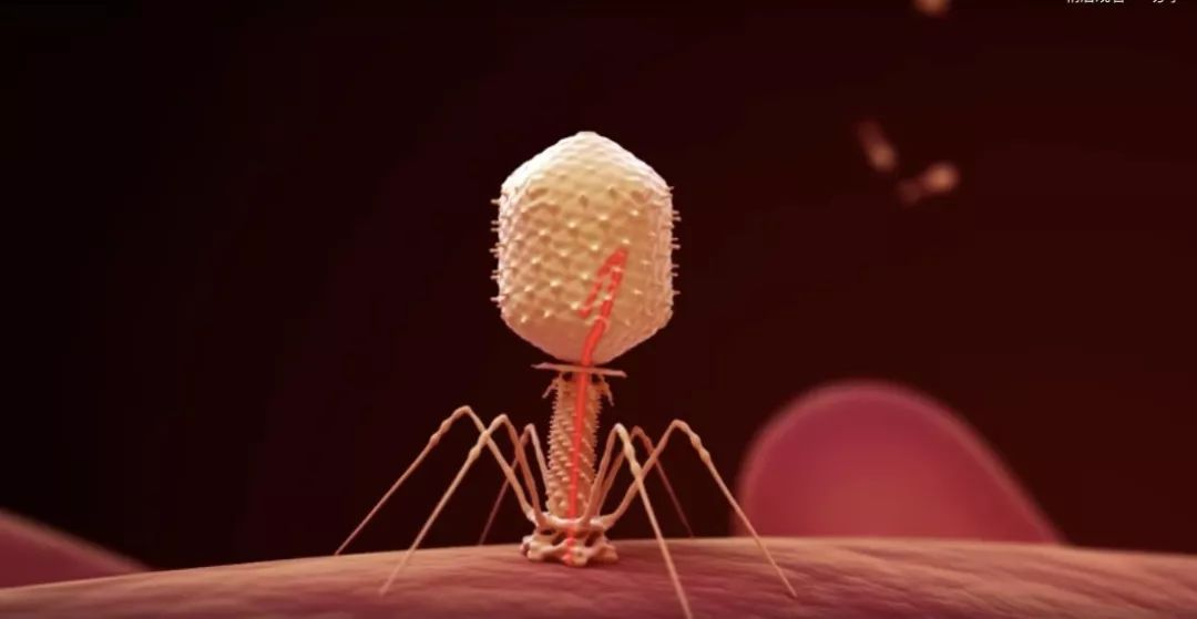 【Science】破解细菌体内可交换的基因组有望抵御噬菌体的杀伤！