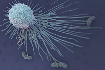 【Nature子刊】被癌细胞“策反”的免疫细胞或许会成为癌症治疗的“垫脚石”！