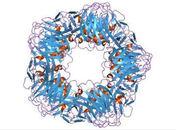 【mBio】冠状病毒感染的罪魁祸首竟是细胞的“质量控制系统”！