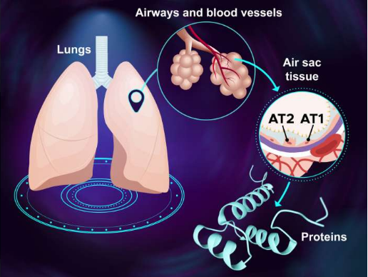 【ATS子刊】突破！绘制最全面的人类肺部蛋白质的分子路线图谱, 科学家鉴定并测量了8938种蛋白质!