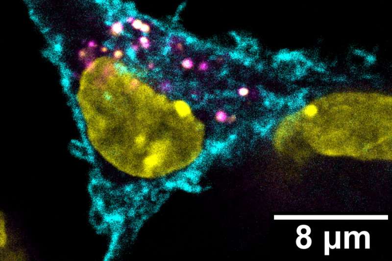 【Cell子刊】麻省理工的研究人员发现一种对抗肿瘤的隐秘方法——穿肿瘤细胞的马甲，杀死肿瘤细胞！
