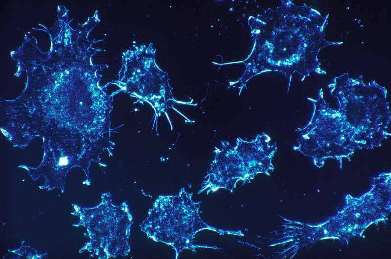 【Cell子刊】余棣华团队发现，安全低价的抗组胺药可改善癌症免疫治疗效果