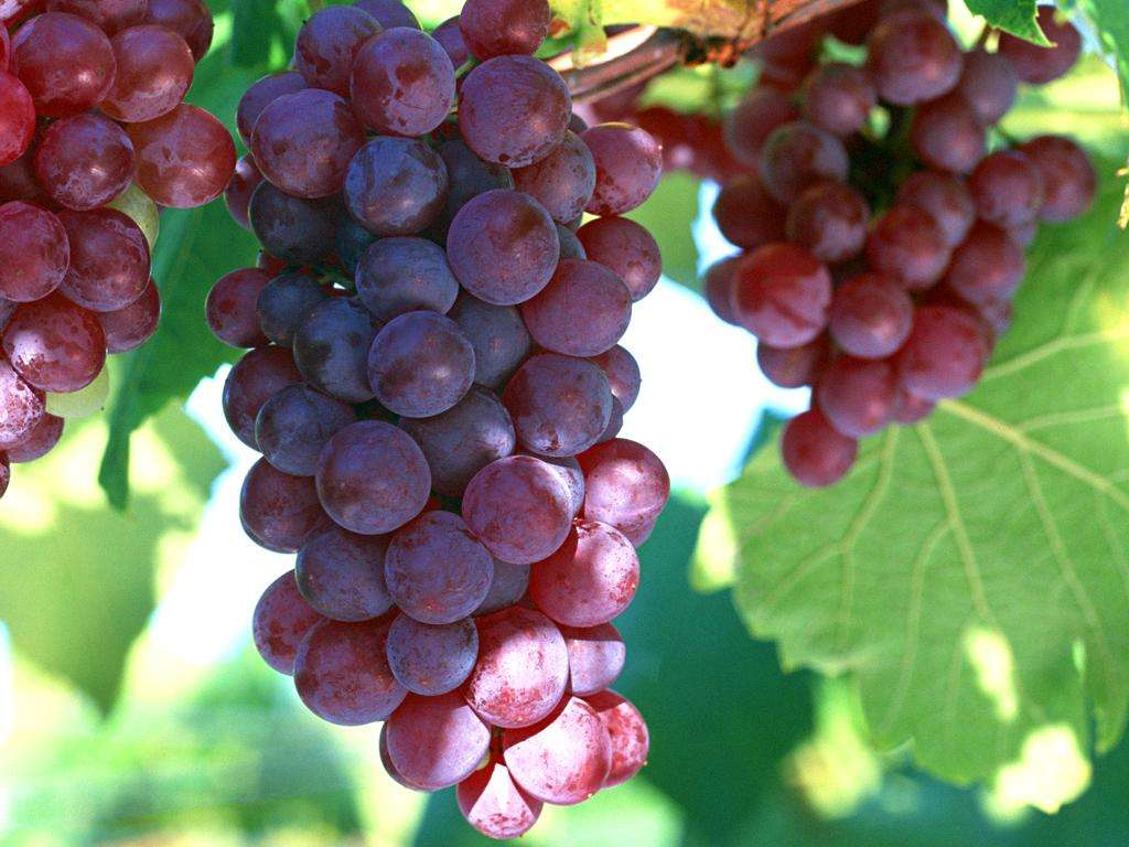 【研究】葡萄的又一好处!吃葡萄可增加肠道微生物群落多样性，并降低胆固醇