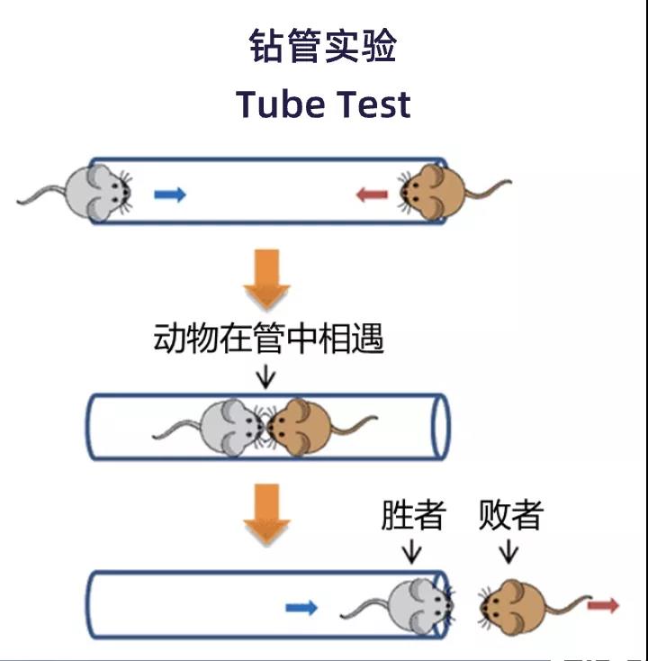 泮桥学院神经专题系列讲座第一期