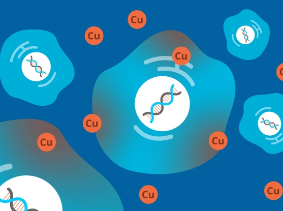【Science】铜是一把双刃剑：生存，还是死亡？研究揭开细胞铜中毒之谜