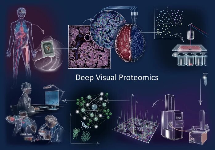 【Nature子刊】深度视觉蛋白质组学——展示其首次应用于癌细胞的潜力