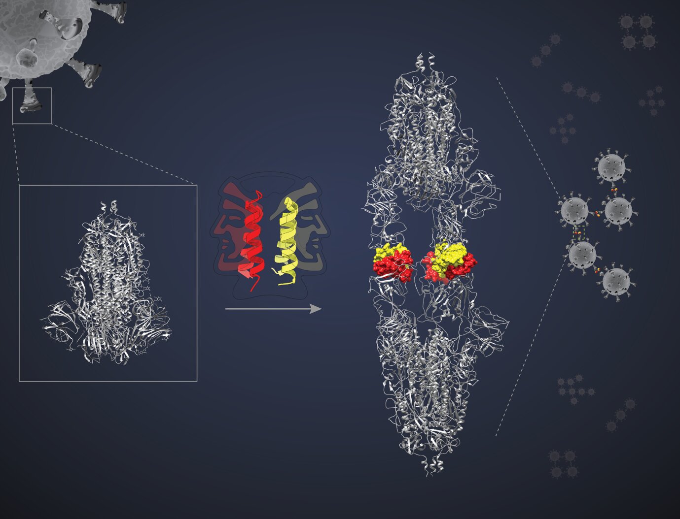 【Nature子刊】新的小蛋白对病毒蛋白发起“双管齐下攻击”