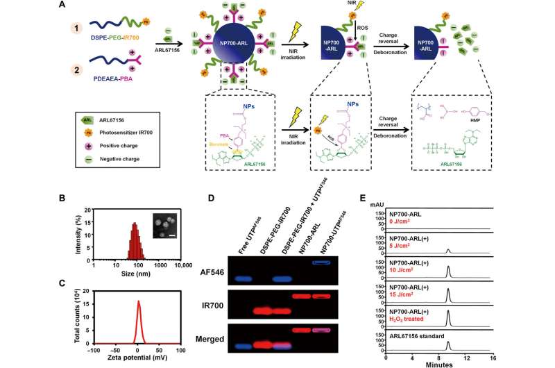 【Science子刊】小小纳米颗粒功不可没，打通实体肿瘤治疗通道