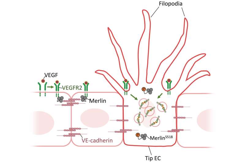 【Science子刊】守门员Nf2/Merlin蛋白——调节血管再生，加筑抗癌防线 