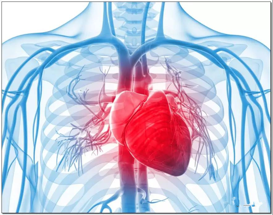 【Science】一种新发现的信使物质能够促进心脏修复过程！