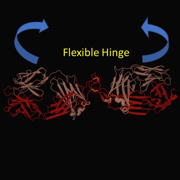 【Science子刊】有效癌症治疗的关键——抗体结构