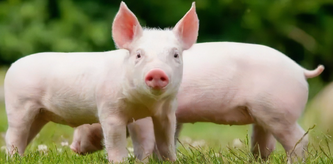 【Nature】重新定义死亡？新技术可在猪死亡后恢复其细胞和器官功能！