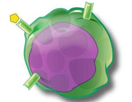 【Science子刊】重振疲劳T细胞 改善癌症免疫治疗