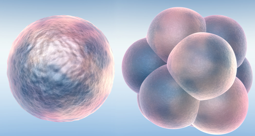 【Cell】“无中生有”超能力？科学家不用精子卵子子宫培育出胚胎！