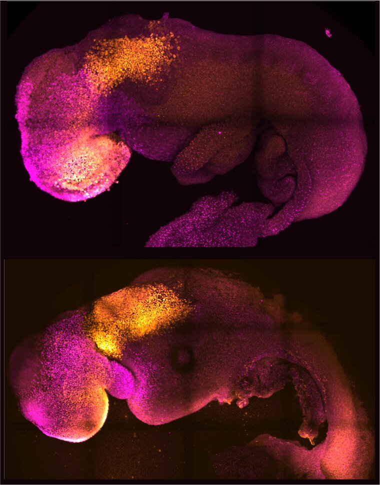 【Nature】人工“合成”小鼠胚胎，长出了完整的大脑和跳动的心脏！