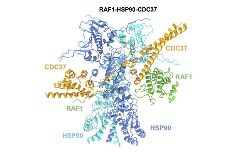 【Cell子刊】蛋白质RAF1的结构揭示：开发抗肺癌新药的关键步骤