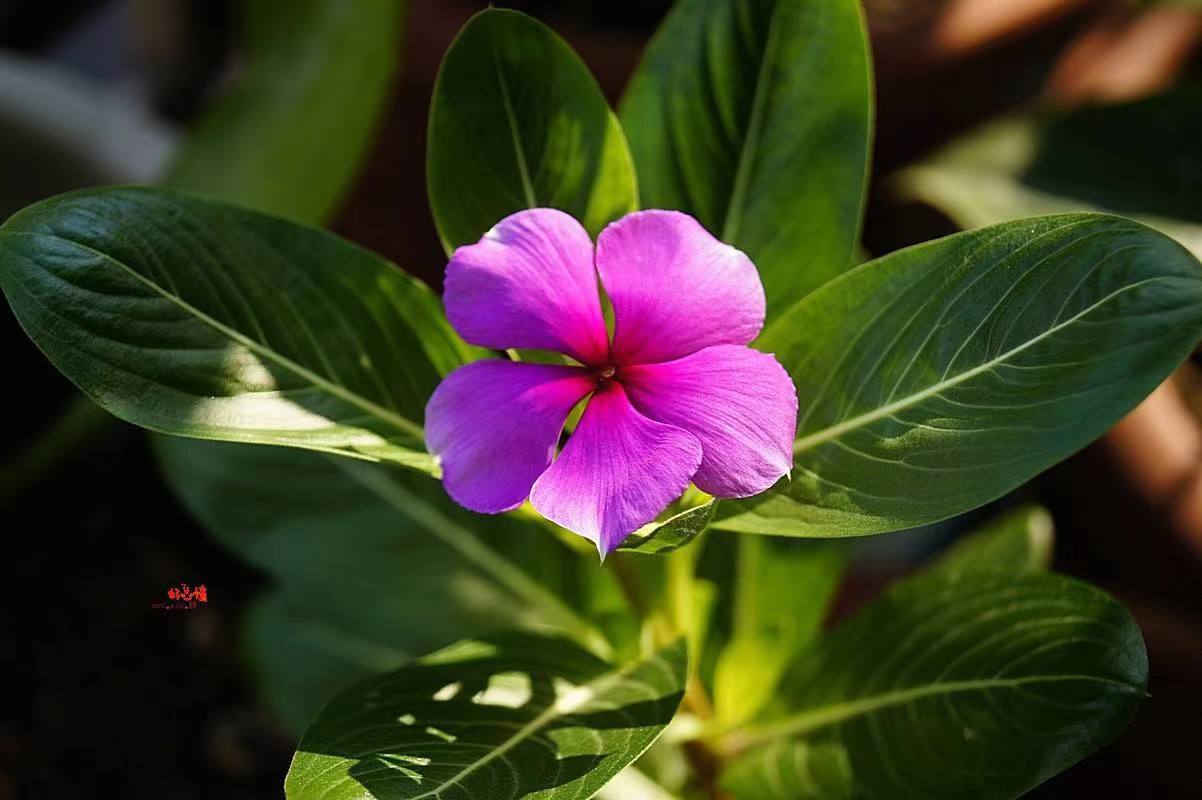 【Nature】最新研究：由重编程酵母酿造的抗癌药物 ——长春花碱