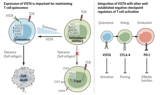 “左辅右弼”双向VISTA免疫检查点：免疫疗法向左，自身免疫病疗法向右