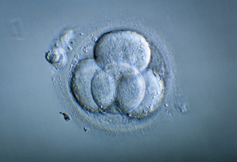 【Nature】重磅！商微/汤富酬团队完成第一次安全性研究——具有来自三个人的DNA胚胎发育正常