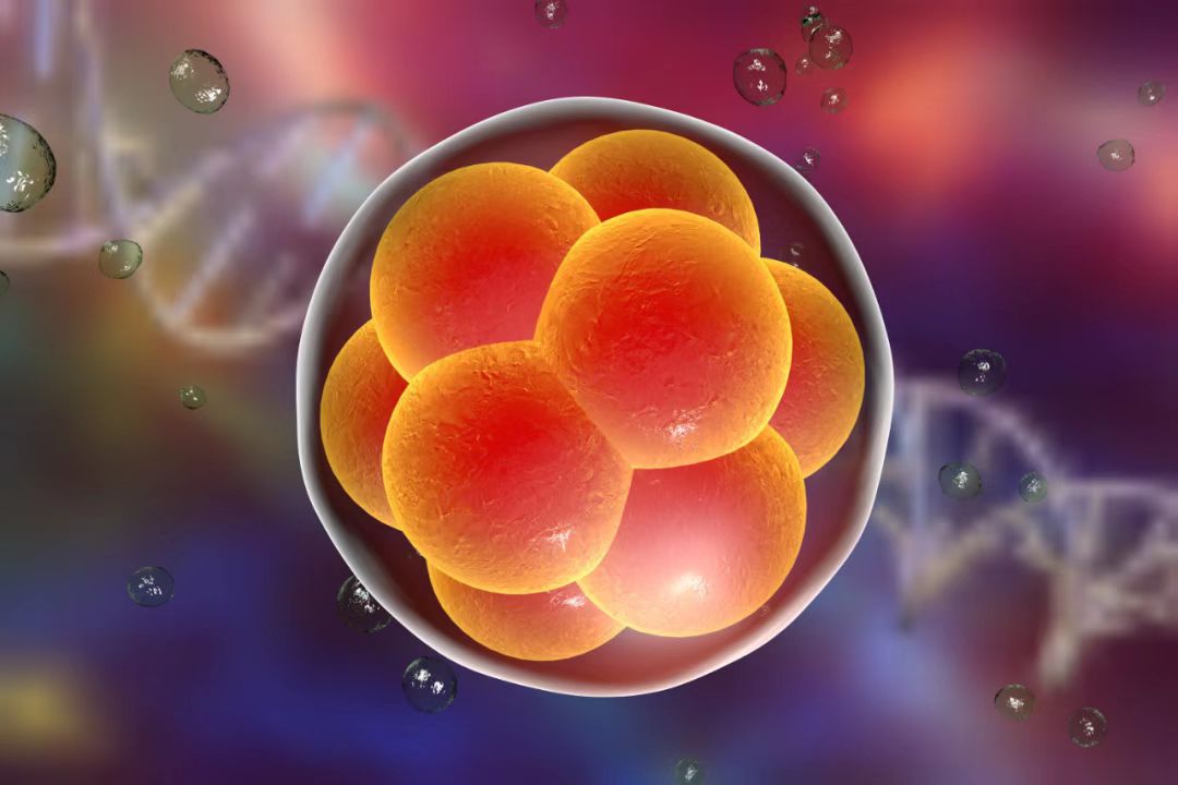 【Science】国际关注！陈子江院士团队发表人类早期胚胎翻译组图谱，揭示生命初期关键机制