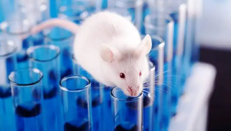 小鼠or类器官？“微生理系统”能否取代动物试验