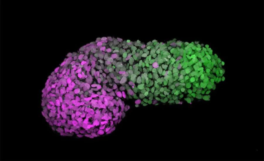 【Science】康奈尔大学团队：肠道旋转的启示——生命的不对称之美