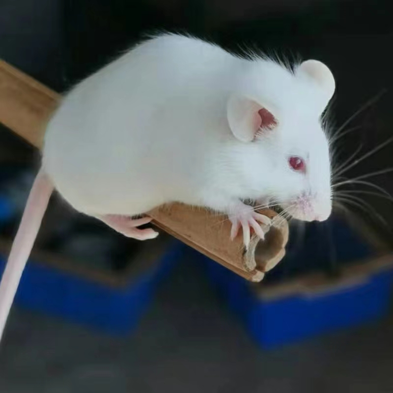 【Nature】斯坦 福大学将“迷你人脑”植入小鼠，开创类器官研究新时代！