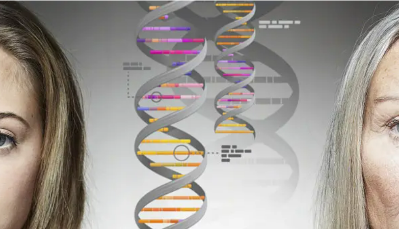 多组学研究，34个关键基因丰富“衰老全景图”