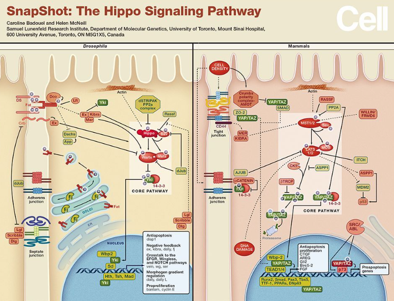 【Cell】改写教科书！潘多加/郑勇刚揭示Hippo信号通路上游调控的全新机制
