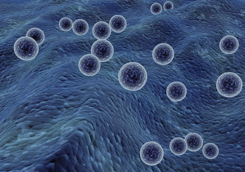 【Cancer Cell】中山大学苏士成团队首次报道非白细胞表达Fcγ受体在肿瘤微环境中的作用