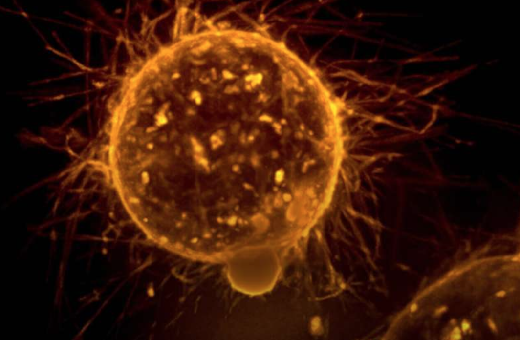 【Nature】抗癌黄金时间出炉！日内瓦大学研究发现对抗癌症的更有效的免疫机制