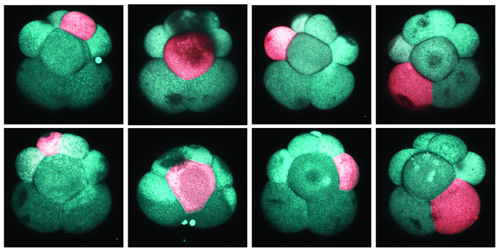 【Cell】揭秘生物学奇迹！哈佛研究团队发现这种全身断裂还能再生的干细胞机制