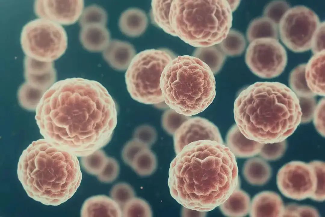 【Nature子刊】最新！首尔大学研究人员揭示胰腺癌化疗诱导的纤维化机制，并开发针对性治疗策略！