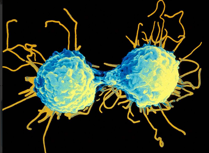 【Nature子刊】研究人员揭示了T细胞以前未知的特性