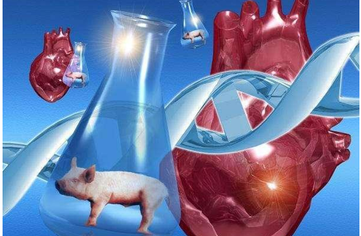 两年可投入应用？人类移植猪心脏研究进入“最后冲刺”