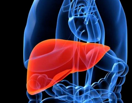 【Cell子刊】降低心脏代谢死亡风险！哈佛等最新研究揭示肝因子在非酒精性脂肪性肝病中的作用