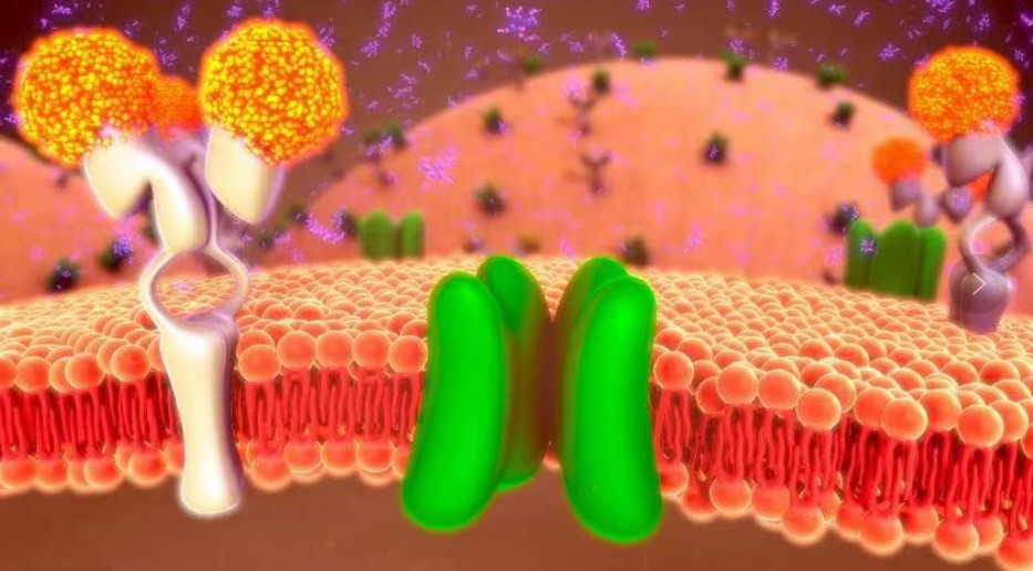 神奇的细胞膜“泡”！UT西南大学最新研究发现对抗肿瘤的新方法