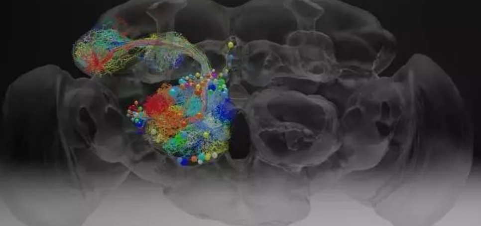 【Science】耗时12年！剑桥大学绘制最完整果蝇全脑图谱！3,016个神经元，548,000个突触！