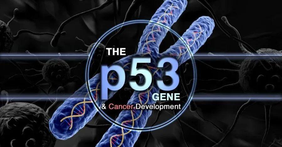 【Nature子刊】双重效应！哥伦比亚大学顾伟教授团队发现，p53的这种点突变，可同时抑制铁死亡和促肿瘤转移